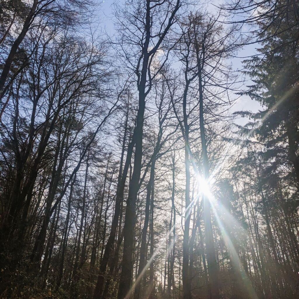 Sun peeking through the trees of the forest